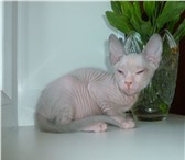 Foto в Хобби и увлечения Разное Предлагаю котят породы Донской Сфинкс, дата в Чебоксарах 7 000