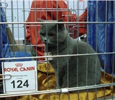 Британские короткошерстные котята ГОЛУБОГО и ЛИЛОВОГО окраса, (ДАТА РОЖДЕНИЯ 02, 06, 2010), Имеют 69767  фото в Краснодаре