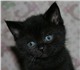 Чёрная кошечка 1,5 мес. от кошки-мышелов