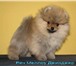 Продается шикарный клубный щенок (кобель) померанского шпица, Отец Секретдогс Рокки - канадских и т 67855  фото в Новосибирске