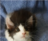 Фотография в Домашние животные Отдам даром Отдается замечательный котенок-мальчик, 2 в Санкт-Петербурге 1