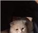 Фото в Домашние животные Вязка Опытный котик шотландский вислоухий. Окрас в Екатеринбурге 1 400