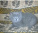 Foto в Домашние животные Другие животные Продам Шотландских котят .Тел. 89271774724 в Саранске 0