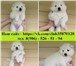 Чудные белоснежные ми-ми-мишки самоеды 3995259 Самоедская лайка фото в Ярославле