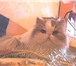 Кошка продается 1726501 Персидская фото в Москве
