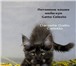Котенок мейн кун 4 мес 1635528 Мейн-кун фото в Великом Новгороде