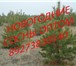 Foto в Прочее,  разное Разное Продаем живые, пушистые, отборные сосны к в Пензе 70