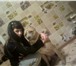 Фото в Домашние животные Вязка собак нужна сучка стаффашиского терьера, для вязки в Чите 2 000