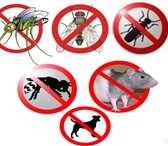 Изображение в Прочее,  разное Разное выведим начисто насекомых и грызунов с гарантией в Нижнем Новгороде 1 000