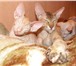 Продам котят петербургского сфинкса ( петерболда): Котя тародились в январе 2011, мать и о 69061  фото в Мурманске
