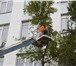 Foto в Строительство и ремонт Разное Выполним работы по спиливанию аварийных деревьев, в Белгороде 0