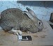 Изображение в Домашние животные Другие животные СРОЧНО! продам кроликов больших пород есть в Ростове-на-Дону 1 250
