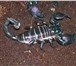 Foto в Домашние животные Разное Африканских тропических жуков, бабочек, скорпионов, в Самаре 200
