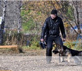 Щенки Немцы 1537452 Немецкая овчарка фото в Красноярске