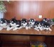 Продам щенков хаски 650963 Сибирский хаски фото в Красноярске