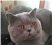 Фотография в Домашние животные Вязка Привозите кошечку на вязку с нашим котом.Кот в Москве 2 000