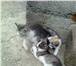 Изображение в Домашние животные Отдам даром Котята:два котика и две кошечки.Окрас: котик в Москве 0