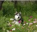 Изображение в Домашние животные Вязка собак Кобель для вязки, черно -белый, голубые глаза. в Калуге 0