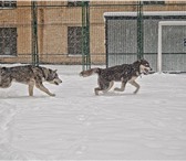 Продаются подрощеные щенки Аляскинского Маламута от ведущих производителей Американского питомника 67084  фото в Нижнем Новгороде