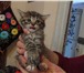 Изображение в Домашние животные Отдам даром Отдам в хорошие руки котят пушистых полосатых в Краснодаре 10