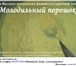 Фото в Красота и здоровье Товары для здоровья Главная ценность сосновой пыльцы — повышенная в Томске 15