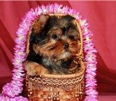 Щенки йорка, питомник 1765397 Йоркширский терьер фото в Екатеринбурге