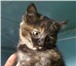 Фотография в Домашние животные Отдам даром Отдам котят в хорошие руки!Родились 11 сентября. в Улан-Удэ 0