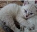 Foto в Домашние животные Отдам даром Кошечка - 21 марта 2016 г. рождения, умная, в Тюмени 0