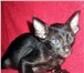 Питомник SHANTI-CATS предлагает высокопородных ориентальных котят: яркая внешность, прекрасные кро 69772  фото в Москве