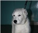 Фотография в Домашние животные Отдам даром Чудесный белый пес ищет самого лучшего хозяина. в Новосибирске 0