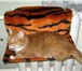 Foto в Домашние животные Товары для животных Меховые гамаки для кошек на батареи Изготовим в Новосибирске 500