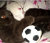 Изображение в Домашние животные Вязка британский кот,шоколадного окраса ищет кошку,британской в Брянске 2 500