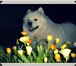 Фотография в Домашние животные Вязка собак Предлагаю для вязки кобель самоед возраст в Москве 10 000