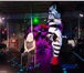Изображение в Развлечения и досуг Организация праздников Шуточный стриптиз ростовая кукла. Зебра, в Москве 5 000
