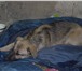 Foto в Домашние животные Отдам даром Пристраивается щенок от крупных родителей. в Красноярске 0