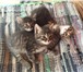 Отдам котят! 2065897 Другая порода фото в Шатура