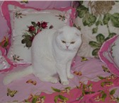 Изображение в Домашние животные Услуги для животных Белый фолд,интерчемпион,от клубных высокотитулованных в Таганроге 3 000