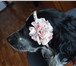 Foto в Домашние животные Вязка собак молодой, энергичный кобелек 3-х лет, иногородний, в Улан-Удэ 0