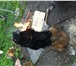Foto в Домашние животные Вязка собак Мальчик английский спаниель, 7 лет. чёрный, в Калининграде 1