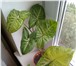 Фотография в Домашние животные Растения Продаю комнатные растения укорененные, в в Набережных Челнах 200