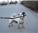 Foto в Домашние животные Вязка собак Породистый кобель Джек Рассел Терьер (возраст в Санкт-Петербурге 0