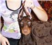 Продаются подрощенные щенки добермана, рожденные 17, 10, 2010, Родословная РКФ, Полностью привиты, 68464  фото в Омске