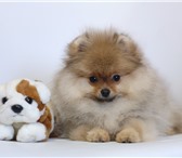 Щенки померанского шпица от Ирлайн-дог 3825277 Померанский шпиц фото в Екатеринбурге