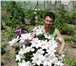 Изображение в Домашние животные Растения Клематис – это многолетняя, обильно и длительно в Краснодаре 150