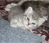 Британские котята, родились 10 апреля, 3 мальчика и 2 девочки, очень красивые! Папа - межд 69230  фото в Тюмени