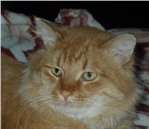 Изображение в Домашние животные Отдам даром Вальяжный шикарный рыжий кот Ларри ищет своего в Саратове 5