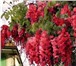 Foto в Прочее,  разное Разное Вистерия флорибунда  (wisteria  floribunda)- в Москве 350