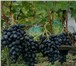 Фото в Прочее,  разное Разное продаю саженцы и черенки винограда из собственного в Москве 150