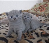 Продам плюшевых шотландских котяток 2683792 Скоттиш фолд фото в Иваново