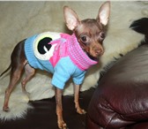 Фотография в Домашние животные Товары для животных Изготавливаю одежду для собак любой породы в Липецке 0